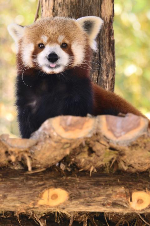 Red Panda | Shutterbug